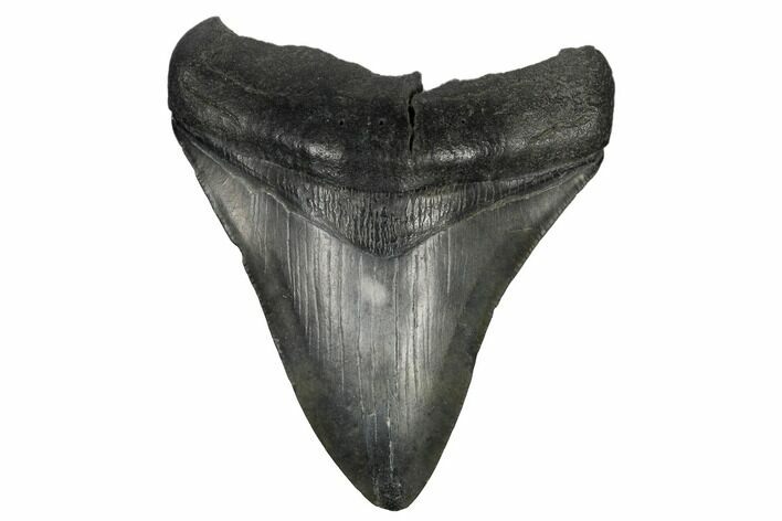 Fossil Megalodon Tooth - South Carolina #180908